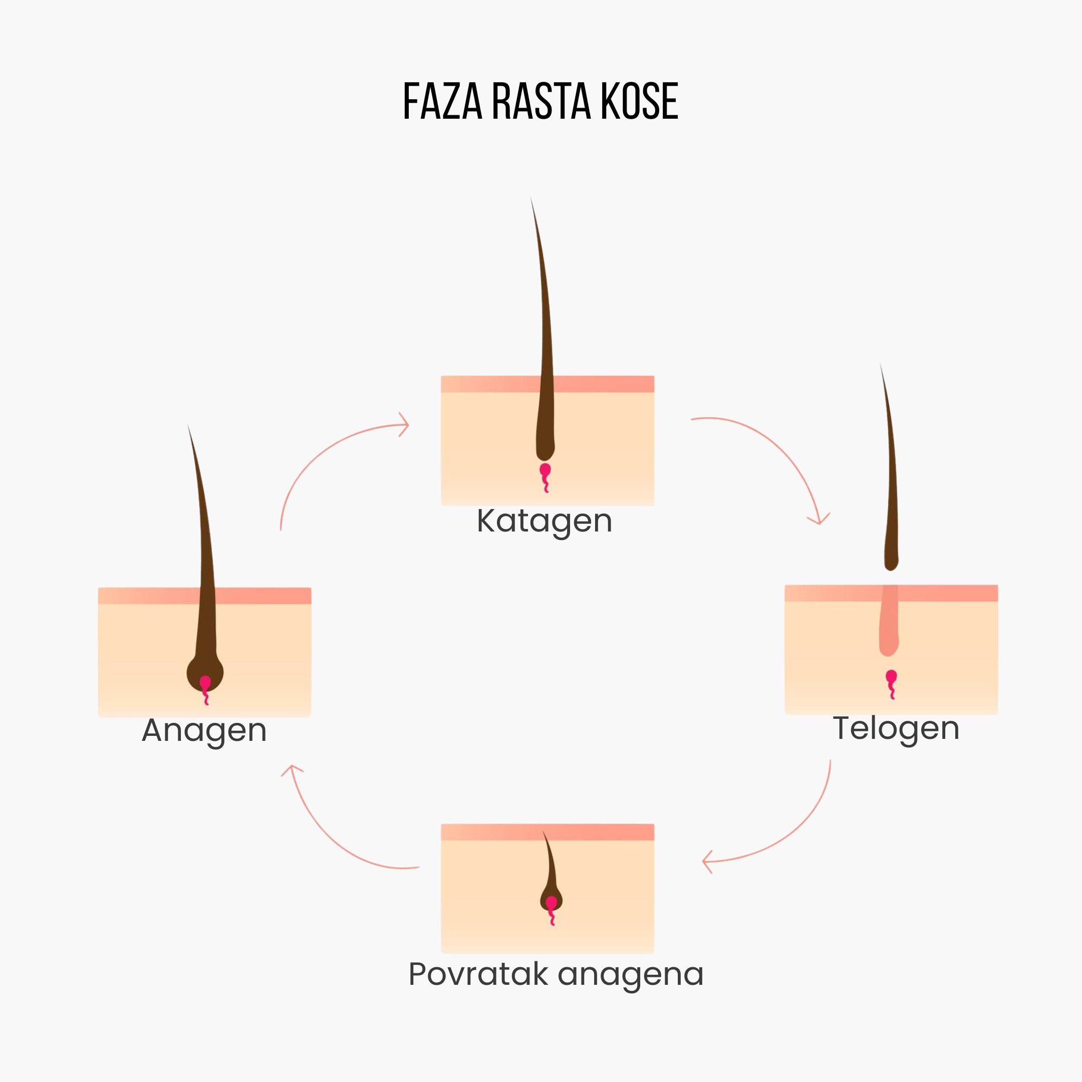(Chorvatština) Fáze růstu vlasů